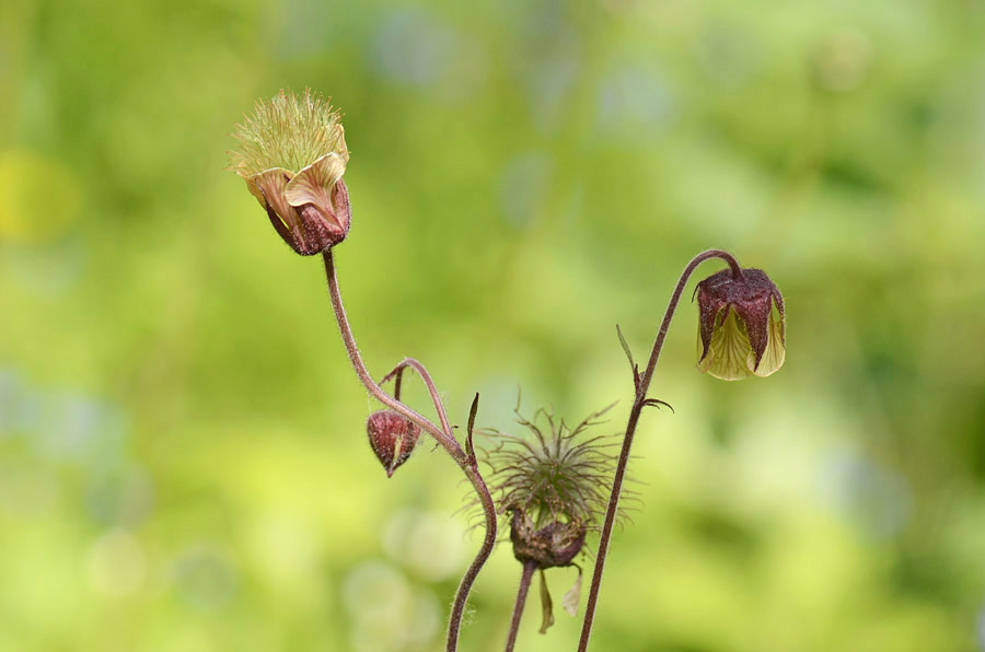 Luce di ... Geum rivale / Cariofillata dei rivi